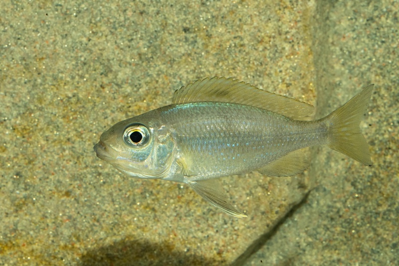 Cunningtonia longiventralis 'Ulwile Island'